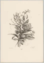Hortensia og andre blomster Blomster- og frugtstudier (...) 10. afsnit (serietitel)