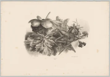 Passionsblomster og blade Blomster- og frugtstudier (...) 10. afsnit (serietitel)