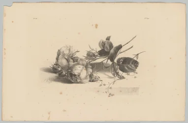 roser Blomster- og frugtstudier (...) 3. afsnit (serietitel)