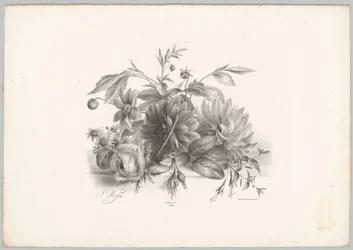 Roser, dahliaer og fuchsia Blomster- og frugtstudier (...) 10. afsnit (serietitel)