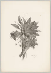 Stjerne- og klokkeformede blomster Blomster- og frugtstudier (...) 10. afsnit (serietitel)