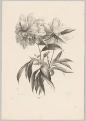 to blomster Blomster- og frugtstudier (...) 10. afsnit (serietitel)