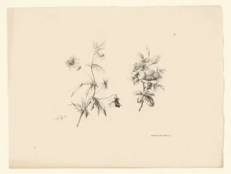to blomster Blomster og frugter (serietitel)