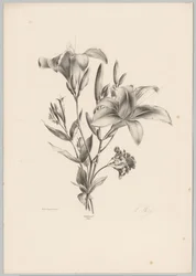 To liljer Blomster- og frugtstudier (...) 10. afsnit (serietitel)