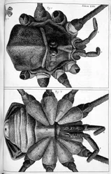 Mikroskopi