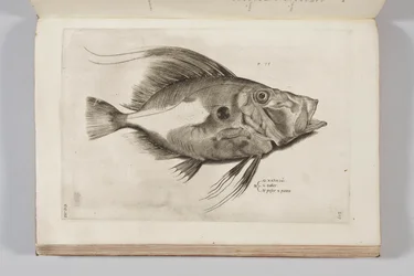 Illustration fra "Aquatilium animantium historia, liber primus" af Ippolito Salviani, 1554