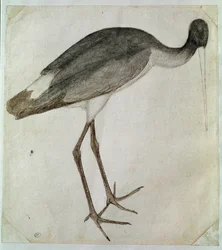 En sort stork stående, vendt mod højre. Tegning af Antonio di Puccio Pisano dit Pisanello (før 1395-1455). Brun blæk, brun vask, grå vask, sort sten, fjer. Mål: 20,8x18,7cm. Louvre, Cabinet dessins