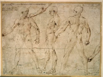 Tre nøgne mænd. Tegning af Antonio Pollaiuolo (Pollaiolo) (1432-1498)