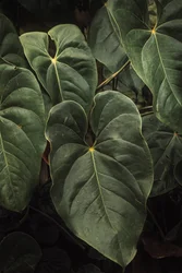Anthurium Andraeanum V, 2024 (digitalt fotografi)