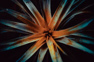 Bromelioideae, 2015 (digitalt foto)