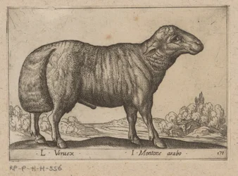 arabisk schaap L Veruex/ I Montone arabo (titel på objekt) Dieren en fablewezens (serietitel) Ny samling af verdens mest nysgerrige dyr (serietitel)