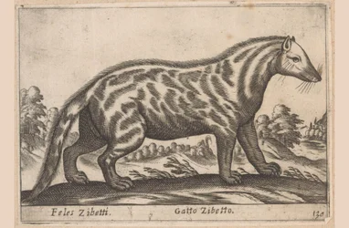 Civetkat Feles Zibetti / Cat Civet (titel på objekt) Dieren en fabelwezens (serietitel) Nova samling af de mest nysgerrige dyr i verden (serietitel)