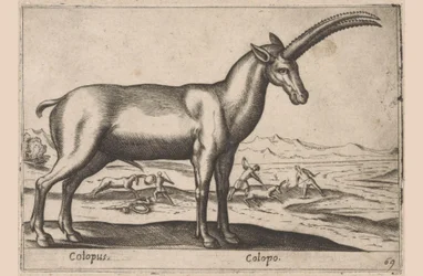 gedagtig Colopus/ Colopo (titel på objekt) Dieren en fablewezens (serietitel) Ny samling af verdens mest nysgerrige dyr (serietitel)