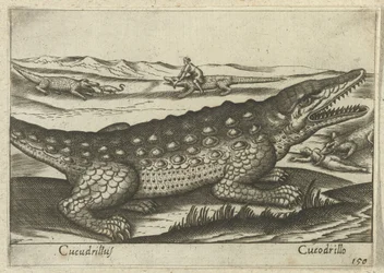 Krokodille Coccodrillus/ Krokodille (titel på objekt) Dieren en fablewezens (serietitel) Ny samling af verdens mest nysgerrige dyr (serietitel)