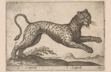 Leopard L Leopardus/ I Leopardo (titel på objekt) Dieren en fablewezens (serietitel) Ny samling af verdens mest nysgerrige dyr (serietitel)