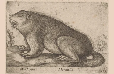 Han mumler Alpine Mouse / Marmotta (titel på objekt) Dieren en fablewezens (serietitel) Nova raccolta de li animali piu curiosi del mondo (serietitel)
