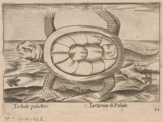 Moerasschildpad Testudo palustres/ Tartaruca di Palude (titel på objekt) Dieren en fablewezens (serietitel) Nova raccolta de li animali piu curiosi del mondo (serietitel)