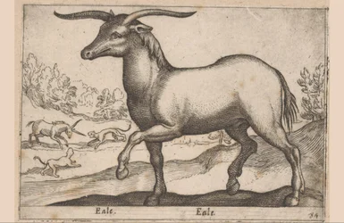 Hest med horn Eale/Eale (titel på objekt) Dyr og mytiske væsner (serietitel) Nova raccolta de li animali piu curiosi del mondo (serietitel)