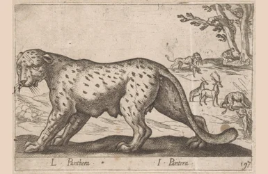 Panter L Panthera/ I Panthera (titel på objekt) Dieren en fablewezens (serietitel) Ny samling af verdens mest nysgerrige dyr (serietitel)