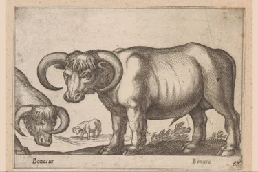 kvæg Bonasus/ Bonaso (titel på objekt) Dyr og mytiske væsner (serietitel) Nova raccolta de li animali piu curiosi del mondo (serietitel)