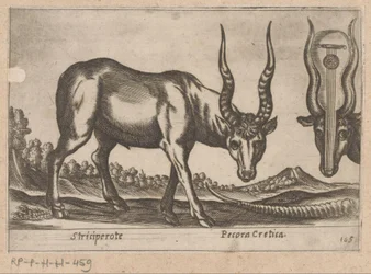 To antiloper Striciperote/kretensisk kvæg (titel på objektet) Dieren en fablewezens (serietitel) Nova raccolta de li animali piu curiosi del mondo (serietitel)