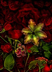 Artfloral nr. 7, 2015 (foto)