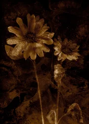 Blomst