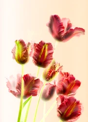 Tulipaner 13