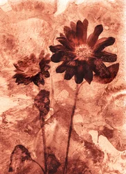 Mono-blomst