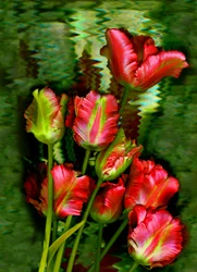 tulipaner nr. 11