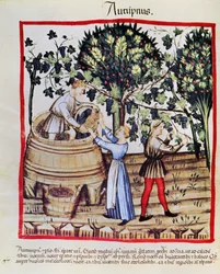 Druehøsten fra Tacuinum Sanitatis