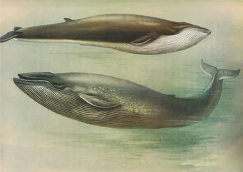 Common Rorqual, Sibbalds Rorqual eller Blue Whale, fra Thorburns Pattedyr udgivet af Longmans og Co, ca. 1920