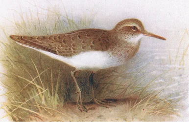 Sandpiper, fra Birds of the British Isles and their Eggs udgivet af Frederick Warne & Co Ltd, 1958