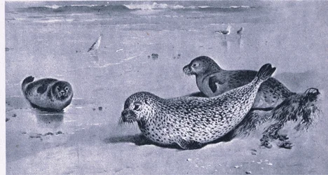 Common Seal, Nature in Britain udgivet af Collins