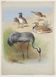 Trane, stenkrølle og bustards, ca. 1915 (akvarel & kropsfarve over blyant på papir)