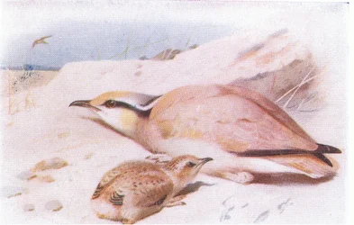 Cream Colored Courser, fra Birds of the British Isles and Their Eggs udgivet af Frederick Warne & Co Ltd, 1958