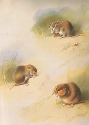 Field Vole, Bank Vole og Orkney Vole, fra Thorburns Mammals udgivet af Longmans og Co, ca. 1920