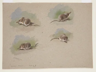 Fire vignetter af mindre spidsmus, ca. 1915 (akvarel og kropsfarve over blyant på papir)