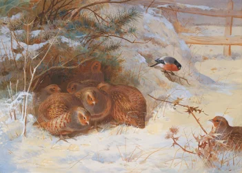 Frost morgen, fasan om vinteren
