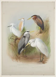 Hejrer og hejrer, ca. 1915 (akvarel og kropsfarve over blyant om bord)