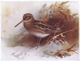 Jack Snipe, fra Birds of the British Isles and Their Eggs udgivet af Frederick Warne & Co Ltd, 1958