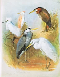 Lille Egret, Buff Backed Heron, Common Heron, Purple Heron, Great White Heron, pub. af Book Club Associates, 1972