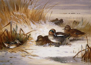 Mallard Widgeon og Snipe ved kanten af en pool om vinteren