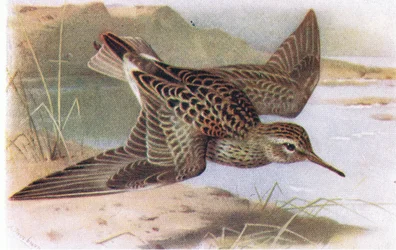 Pectoral Sandpiper, fra Birds of the British Isles and Their Eggs udgivet af Frederick Warne & Co Ltd, 1958