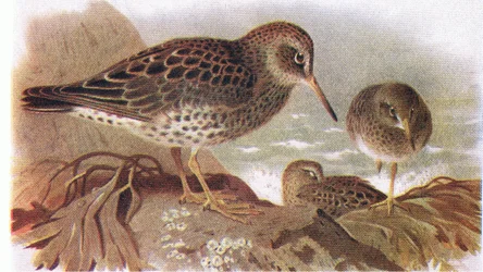 Purple Sandpiper, fra Birds of the British Isles and Their Eggs udgivet af Frederick Warne & Co Ltd, 1958