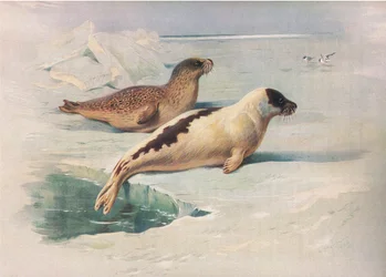 Ringsæl og grønlandssæl, fra Thorburns Pattedyr udgivet af Longmans og Co, ca. 1920
