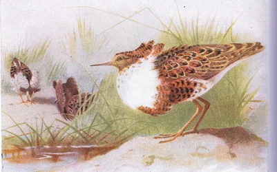 Ruffs and Reeves, fra Birds of the British Isles and Their Eggs udgivet af Frederick Warne & Co Ltd, 1958