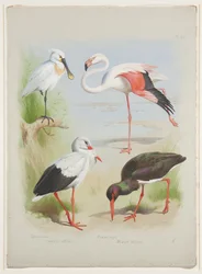 Skestork, flamingo og storke, ca. 1915 (akvarel & kropsfarve over blyant på papir)