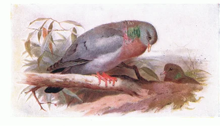 Stock Dove, fra Birds of the British Isles and Their Eggs udgivet af Frederick Warne & Co Ltd, 1958