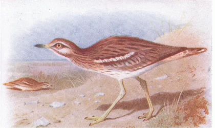 Stone Curlew, fra Birds of the British Isles and Their Eggs udgivet af Frederick Warne & Co Ltd, 1958